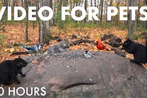 Relaxing Video for Pets 🐱 - 10 Hours of Birds, Squirrels and Forest Friends in Fall - Oct 29, 2025