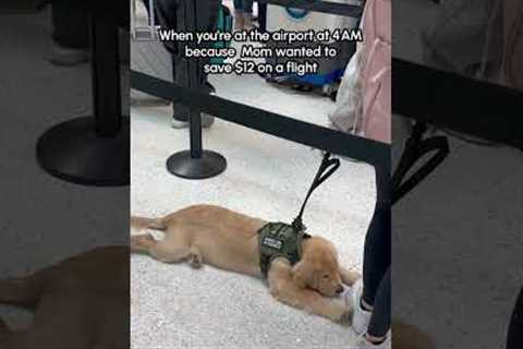 Sleepy Service Dog In Training Refuses To Stand In Airport Line