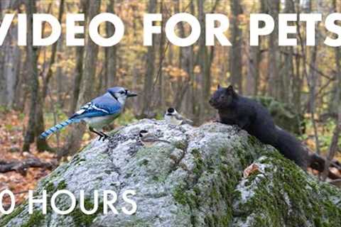 Blue Jays, Black Squirrels and Forest Friends in Fall - 10 Hour Cat TV for Pets 🐱 - Oct 30, 2025