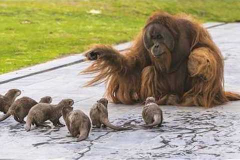 You Will Die Laughing At These FUNNY Animal 🤣 Funniest Animals Video 2025