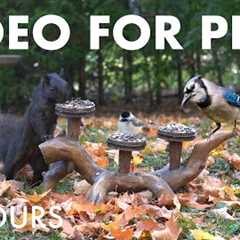 Saturday Morning Cartoons for Pets 🐱 - 10 hours of Backyard Birds and Squirrels - Nov 01, 2025
