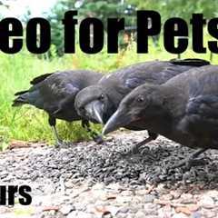 Sunday Morning Brunch for Ravens and Chipmunks - 10 Hour Cat TV for Pets to Watch - Nov 02, 2025