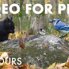 Beautiful Forest Animals in Fall - 10 Hour Video for Pets and People to Watch 🐱 - Nov 04, 2025
