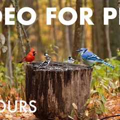 Woodpeckers, Chickadees, Squirrels and Forest Friends - 10 Hour Cat TV for Pets - Nov 05, 2025