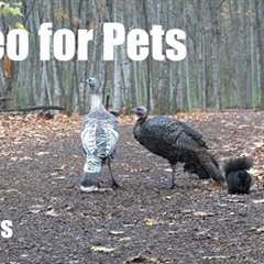 Wild Turkeys, Squirrels and Animals in the Forest - 10 Hour Cat TV for Pets 🐱 - Nov 06, 2025