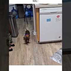 Dachshund Tries Chasing After Bone Tied To Rope