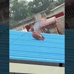 Pigeons Turn Roof Into Slide