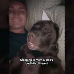 Snoring like she pays the rent!!🙄💤🐕 #Dog #Labrador #DogLife #Funny