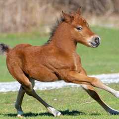 The Cutest Mini Horse in the World You’ll Adore! 😍