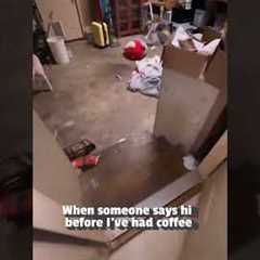 Hilarious Sheep Freaks Out at Greeting