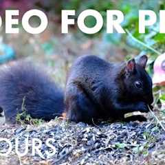 Cat TV for Pets to Watch 🐱 - Sunday Morning Brunch for Squirrels and Chipmunks - Nov 09, 2025