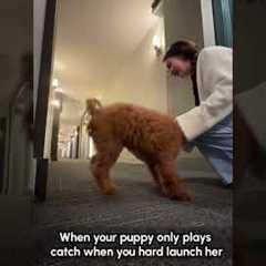 Golden Doodle Pup Loves To Be Launched Before She Will Fetch Ball 🤣
