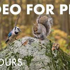 Blue Jays, Turkeys, Squirrels and Forest Friends in Fall - 10 Hour Cat TV for Pets - Nov 10, 2025