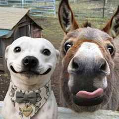 I Dared You to Watch this Without Laughing with these Donkeys 🤣 Funniest Animal Videos