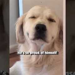 Golden Retriever Feigns Innocence After Eating Rug!
