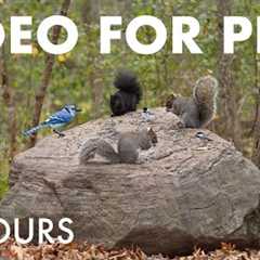 Relaxing Cat TV for Pets to Watch 🐱 - Birds, Squirrels and Forest Friends - Nov 11, 2025