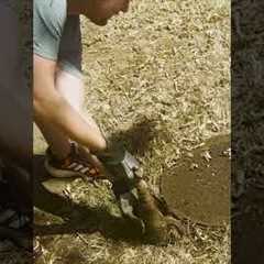 They Just Pulled An Animal Out Of This Hole! 😱