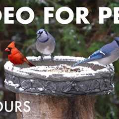 Birds and Squirrels in the First Snowfall of the Year - 10 Hour Cat TV for Pets 🐱 - Nov 12, 2025