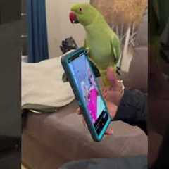 My Bird Has TikTok Vocal Stims... 🤣