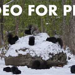 A Scurry of Squirrels in a Snowy Forest - 10 Hour Cat TV for Pets to Watch 🐱 - Nov 13, 2025