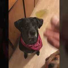 Dog Wanted to Try Pickles...Finds Out She HATES Pickles!