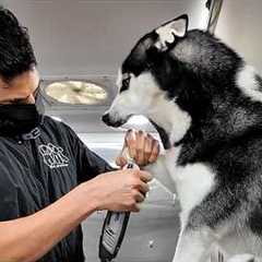 99.9% Can’t Handle the Drama of These Huskies 🤣 Funniest Animals Video 2025