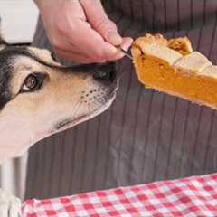 Dogs DEMAND Their Cheese Tax | FUNNY Food Fails