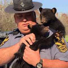 Animal Distribution System Officially Chooses You 😁 Funniest Animal Videos 2025