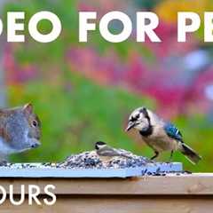 Saturday Morning Cartoons for Pets 🐱 - 10 Hours of Backyard Birds and Squirrels - Nov 15, 2025