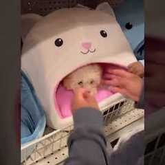 Dog Refuses To Leave Bed On Store Shelf