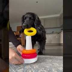 Genius Dog Toy Session