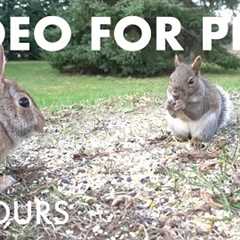 Rabbits, Birds and Squirrels - 10 Hour Video for Pets and People to Watch 🐱 - Nov 16, 2025