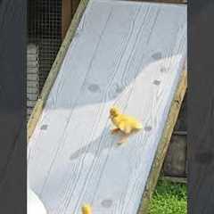 Farmers Build A Slide For Their Ducklings