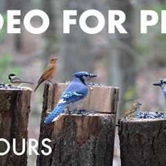 Cat TV for Pets to Watch 🐱 - Chipmunks, Birds, Squirrels and Forest Friends - Nov 17, 2025