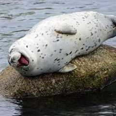 You Can’t Stop Laughing at These Comedian Ocean Animals 😂 Funniest Animals Video Ever!