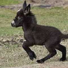 Cute Baby Donkeys Turn Into Little Comedians 😂 Funniest Animals Video Ever
