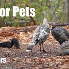 Wild Turkeys, Birds, Squirrels and Forest Friends - 10 hour Cat TV for Pets 🐱 - Nov 18, 2025