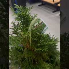 Praying Mantis Hitches Ride On Christmas Tree