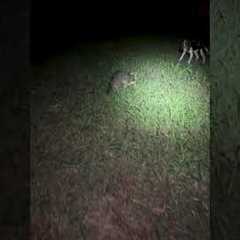 Dog Wants To Play With Raccoon But isn't Prepared For it