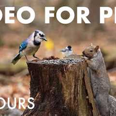 Beautiful Birds and Squirrels from the Forest - 10 Hour Cat TV for Pets to Watch 🐱 - Nov 19, 2025