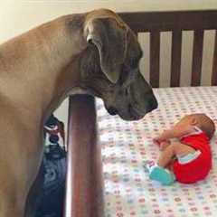 Adorable Dog Can’t Control His Emotions At First Time Seeing His Baby Sister 😭