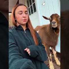 Goats Hilariously Flirt With Woman