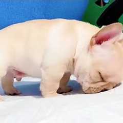 You Won’t Stop Saying ‘Aww’ at these Comedian Puppies 😂 Funny Baby Animals Videos!