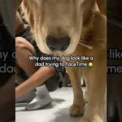 Golden Retriever Ruins Dance Video 🤣