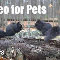 A Scurry of Squirrels in the Forest - 10 Hour Cat TV for Pets to Watch 🐱 - Nov 21, 2025