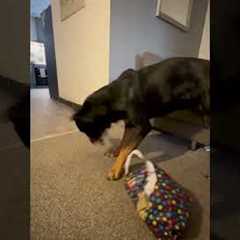 This trick is so gonna backfire at Christmas... 😅🎁🐕 #Dog #Gift #DogTraining