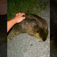 Where do we apply for the beaver distribution system wait list?! 😆🦫💕 #Beaver #Wildlife #AnimalLovers