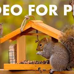 Squirrels, Woodpeckers, Jays and Backyard Birds - 10 hour Cat TV for Pets to Watch 🐱 - Nov 23, 2025