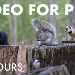 Cat TV for Pets to Watch 🐱 - 10 hours of Birds, Squirrels, Turkeys and Forest Friends - Nov 24, 2025