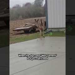 Deer Walks Across Wet Cement